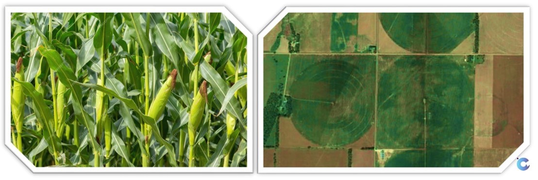 Circular corn fields as viewed from the ground and from space