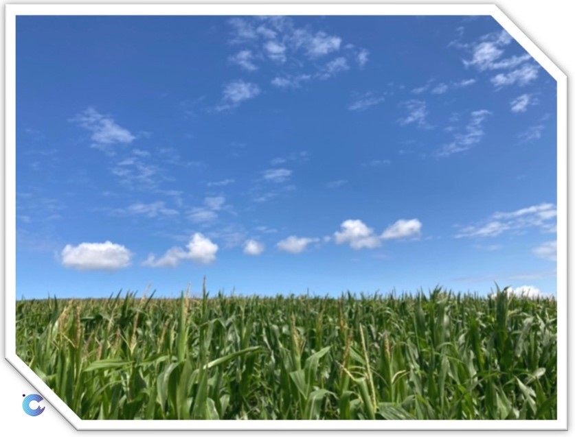 A corn field after canopy closure (photo credit Charlie Siggs)