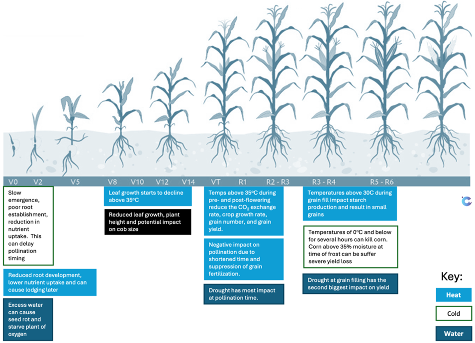 growth stages